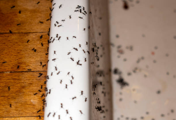 Best Commercial Pest Control Services  in Shafter, CA