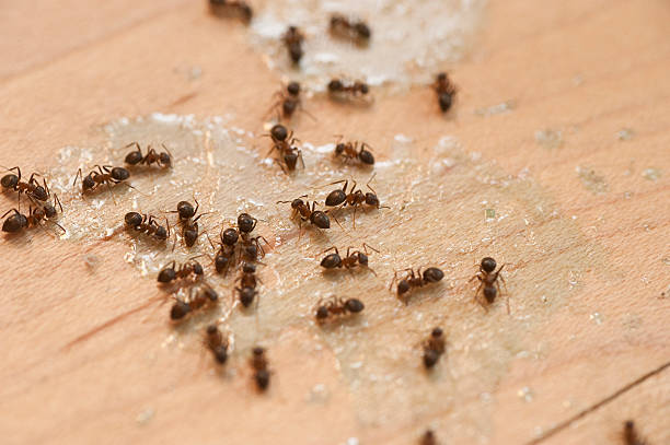 Best Bed Bug Extermination  in Shafter, CA