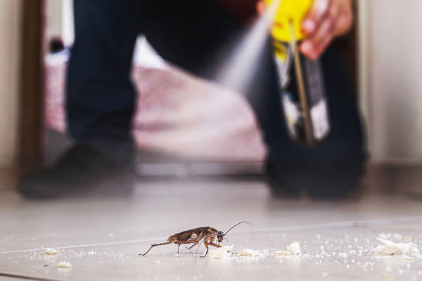 Wasp Removal Services in Shafter, CA